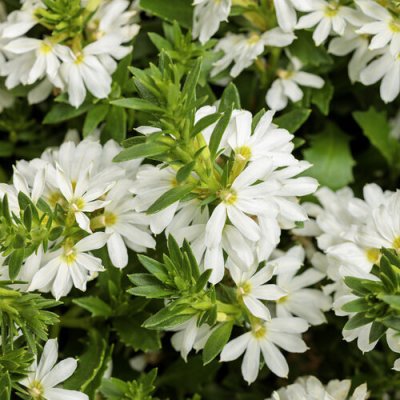 4" Whirlwind White Scaevola