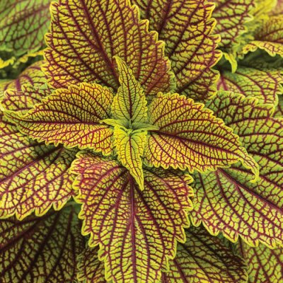 Colorblaze Golden Dream Coleus
