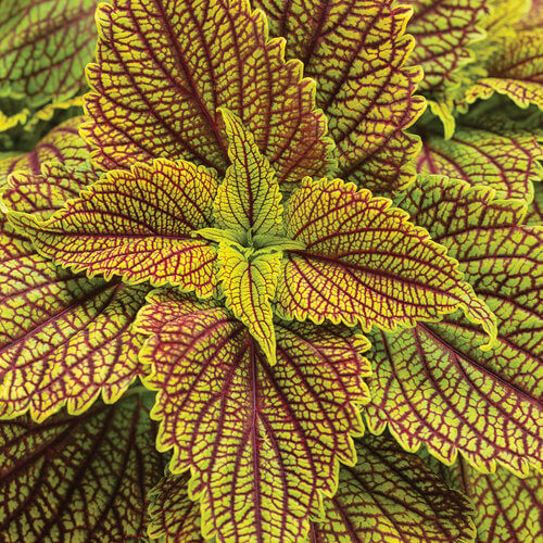 Colorblaze Golden Dream Coleus