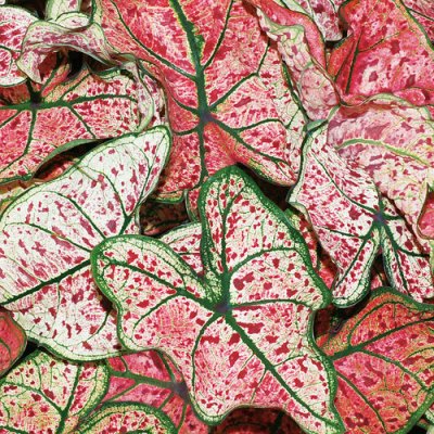 Caladium Splash of Wine Qt