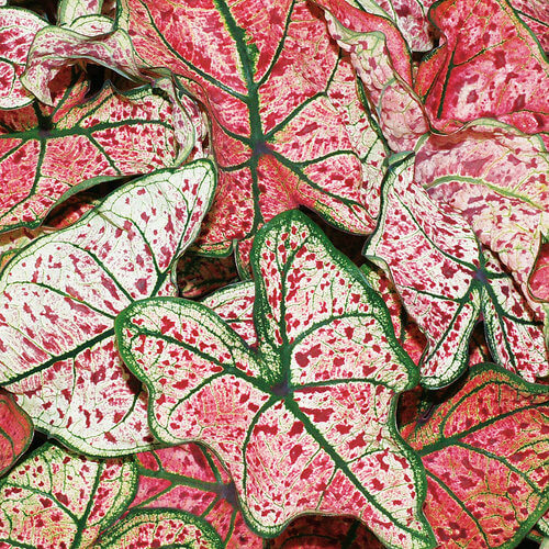 Caladium Splash of Wine Qt