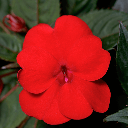 Deep Red Sunpatien