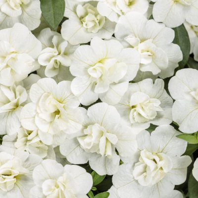 4" Superbells Double White