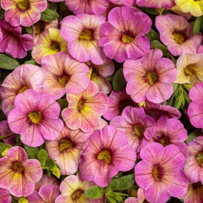4" Superbells Magic Pink Lemononade
