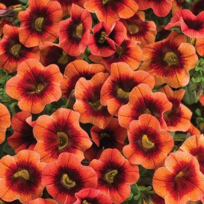 4" Superbells Tangerine Punch