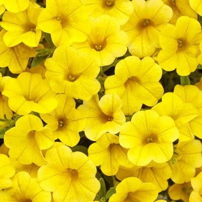 4" Superbells Yellow
