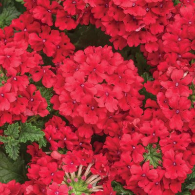 4" Superbena Red