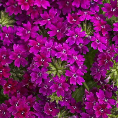 4" Royale Plum Wine Superbena