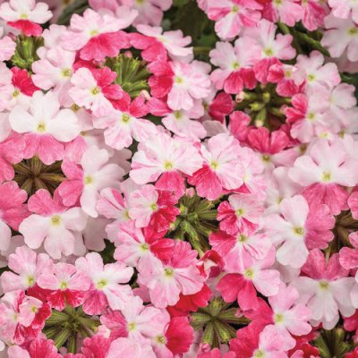 4" Sparkling Rose Superbena