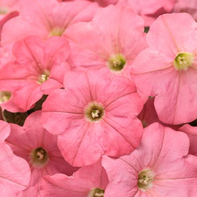 4" Supertunia Bermuda Beach