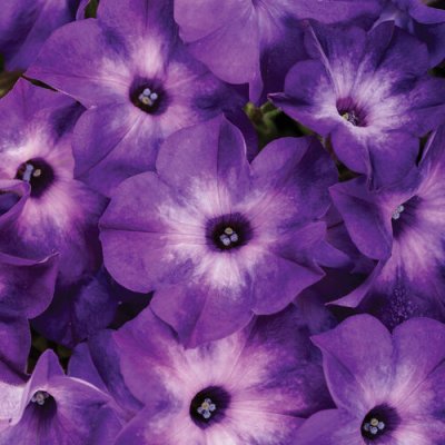 4" Blue Tiara Supertunia