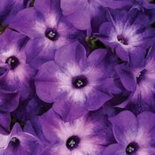 11" BlueTiara Supertunia Hanging