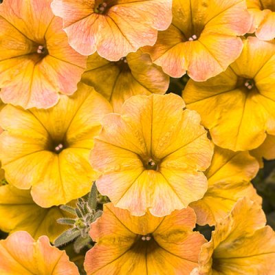 Supertunia Honey
