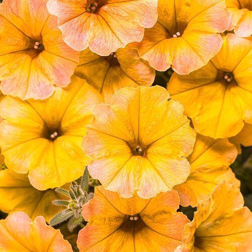 Supertunia Honey