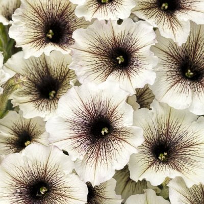 4" Supertunia Latte
