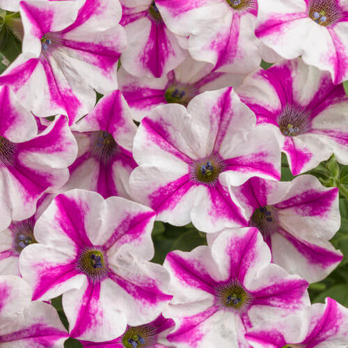 Supertunia Lovie Dovie