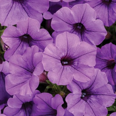4" Mini Vista Indigo Supertunia
