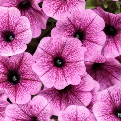 4" Mini Plum Veined Supertunia