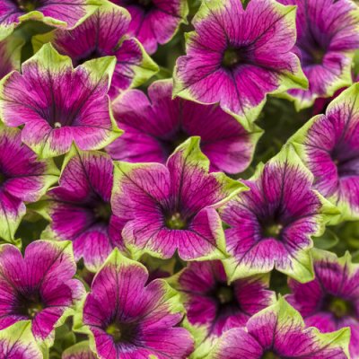 Supertunia Picasso In Purple