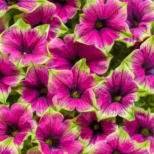 Supertunia Picasso In Purple