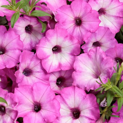Supertunia Pink Tiara
