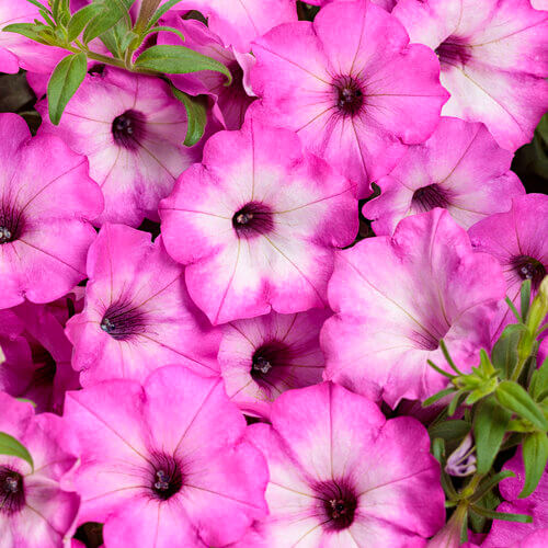 Supertunia Pink Tiara