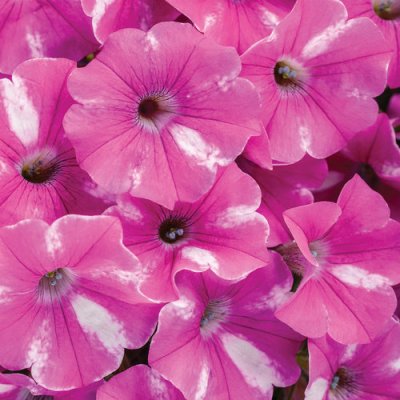4" Raspberry Rush Supertunia