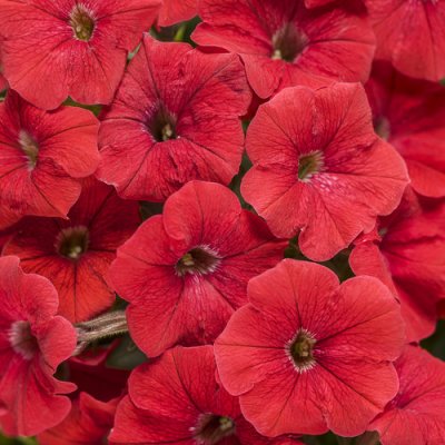 Supertunia Really Red
