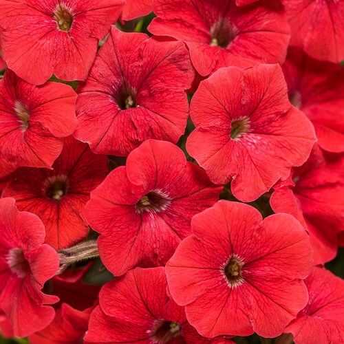 Supertunia Really Red