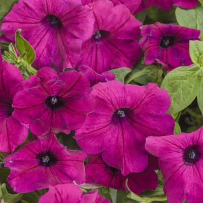 4" Supertunia Royal Magenta