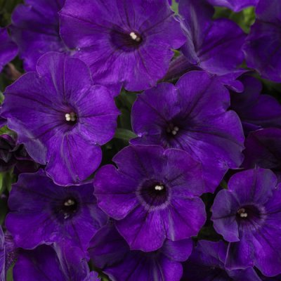 Supertunia Royal Velvet