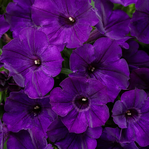 Supertunia Royal Velvet