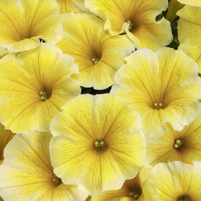 Saffron Finch Supertunia