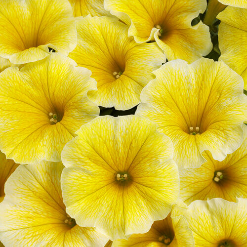 Saffron Finch Supertunia