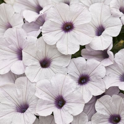 4" Supertunia Silver