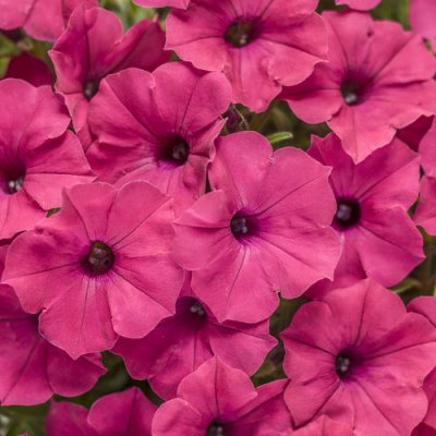 4" Vista Fuchsia Supertunia
