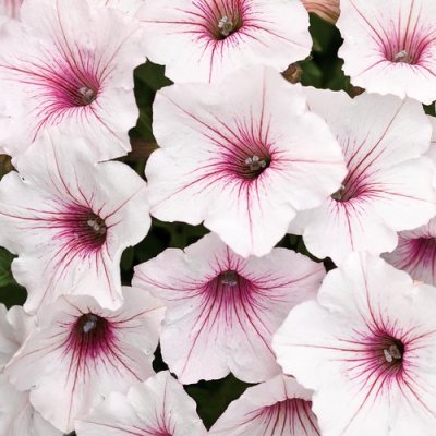 4" Vista Silverberry Supertunia