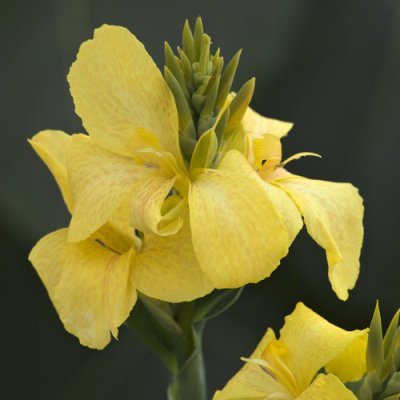 Toucan Yellow Canna