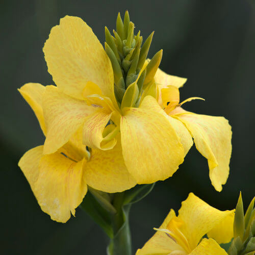 Toucan Yellow Canna
