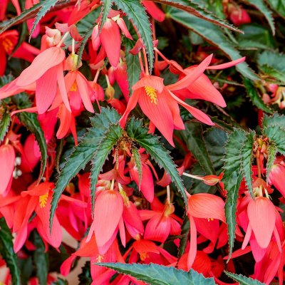 Waterfall Begonia