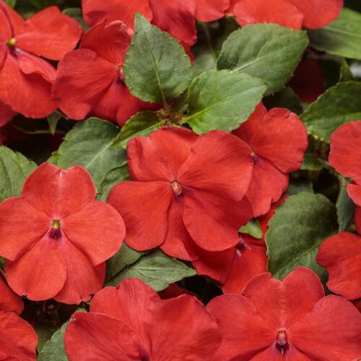 Soprano Bright Red Impatien