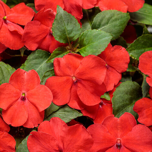 Soprano Bright Red Impatien