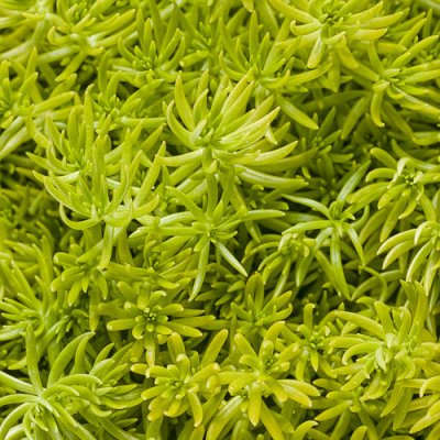 Lemon Coral Sedum