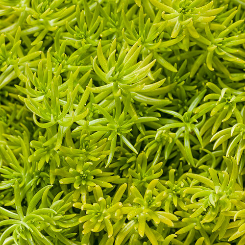 Lemon Coral Sedum