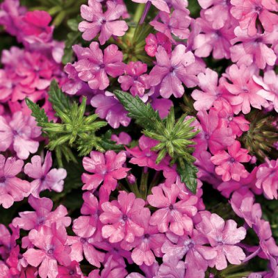Superbena Pink Shades