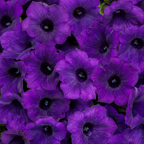 Mini Vista Ultramarine Supertunia
