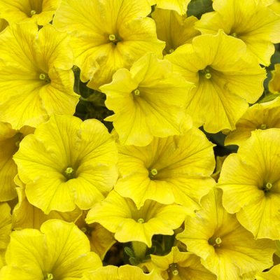 Supertunia MiniVista Yellow