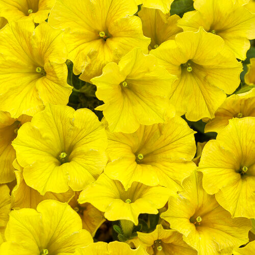 Supertunia MiniVista Yellow
