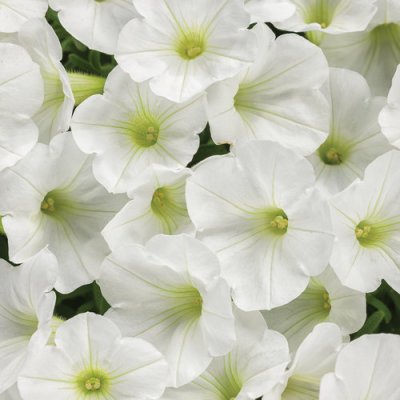 Supertunia Vista White