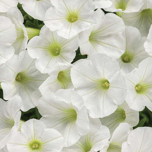Supertunia Vista White